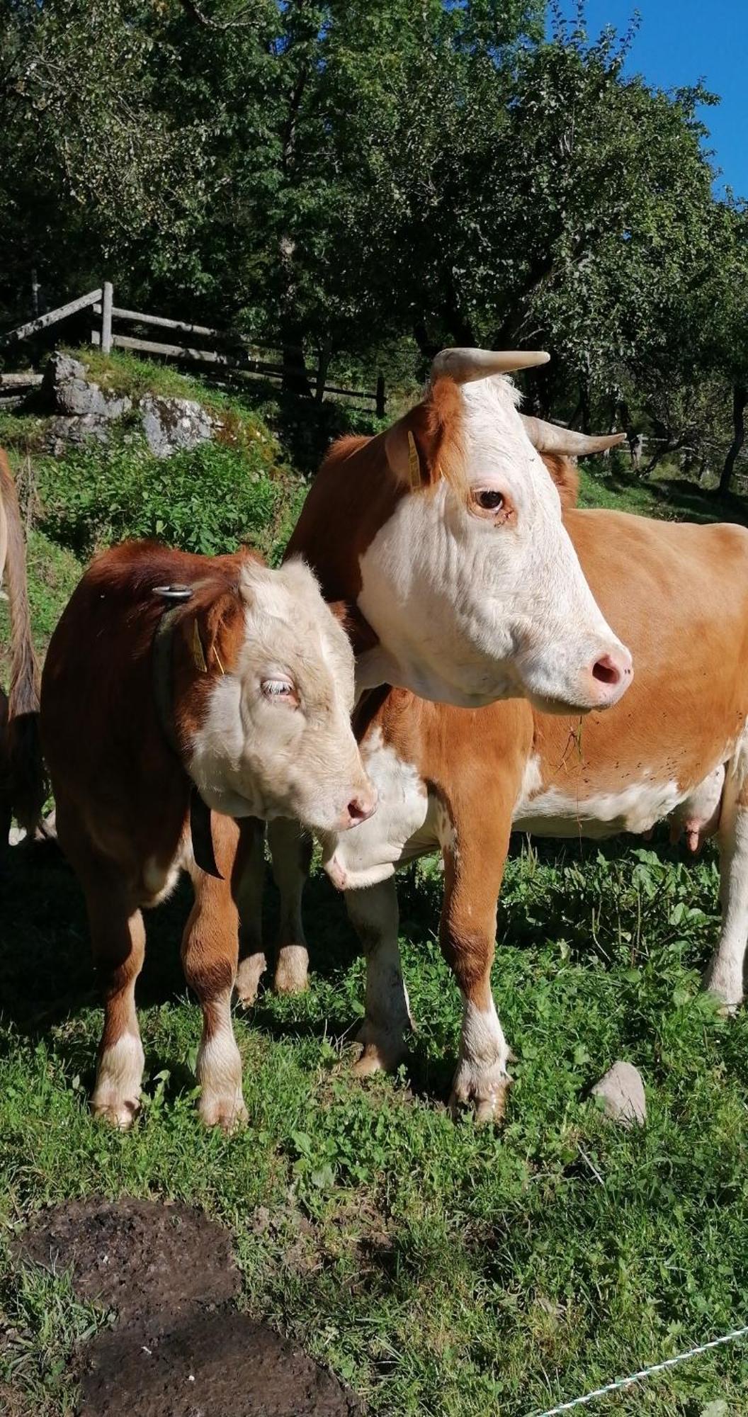 Ferienwohnung Tourist Farm Gradišnik Solčava Exterior foto